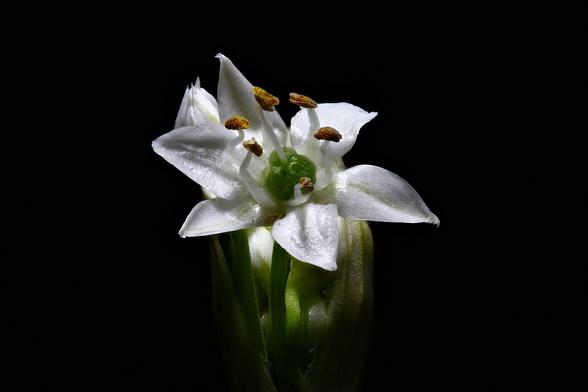 Macro Chive Blossom - 1.3X Mag
Focus Stacked from 10 images
Using 20mm Extension Tube