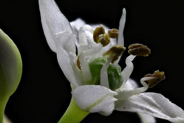 2x Magnification
Macro Chive Blossom 
Focus Stacked from 25 images.