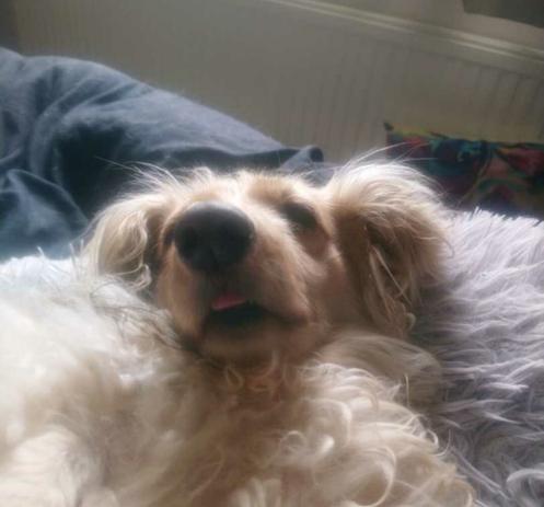 A cream miniature dachshund, sleeping, with her tongue out.