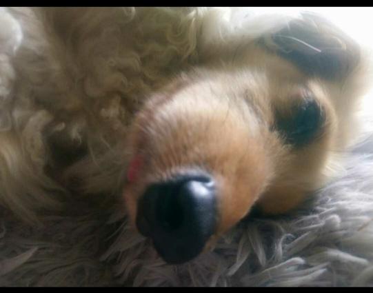Close up. A cream miniature dachshund, sleeping, with her tongue out.