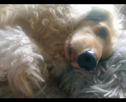 Close up. A cream miniature dachshund, sleeping, with her tongue out.