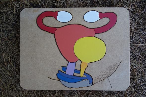 Puzzle complet. La partie visible des pièces est peinte de manière uniforme (uterus en rouge, vessie en jaune, vagin en violet, clitoris en bleu, ovaires en blanc)
