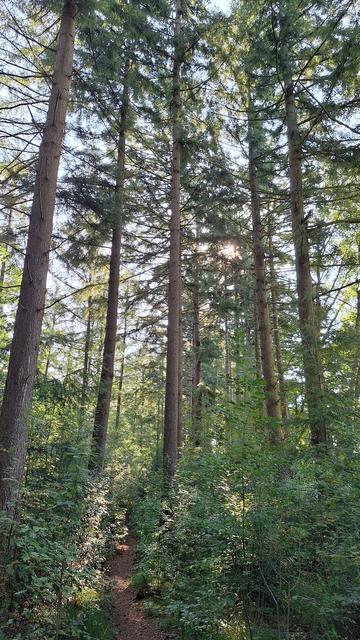 Bos met hoge loofbomen, struiken en een doorschijnende ochtendzon.