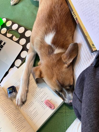 A puppy is sleeping soundly wedged between the hip of her person, an open book, and a laptop, on a green couch. The puppy has her white paw on top of a page open to "The second chakra at a glance" in between an eraser and a pencil sharpener. She has her nose tucked under the sweatshirt of her person, her caramel ears flopped on the book and her person's hip. Her person is writing in a notebook on her lap, the cover over pup's caramel back. Pup is very cosy.