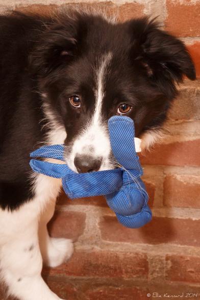 A black and white border collie pup with a white streak down her nose is standing looking at us with a blue corduroy toy in her mouth. She is in front of a brick wall.