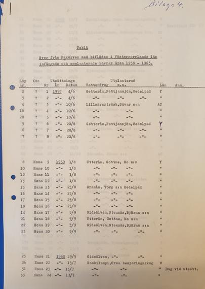 Tablå över de första bävrarna som räddades från Faxälven i slutet av 1950- talet.