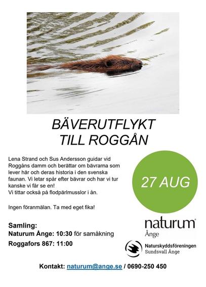 Inbjudan bäverutflykt Roggån 27 augusti kl 11 - 13.30. Samling 10.30 vid Naturum Ånge för samåkning . Ingen föranmälan.