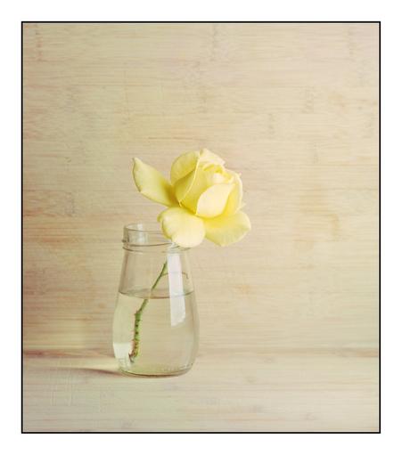 Still life. Yellow rose in an od jam jar