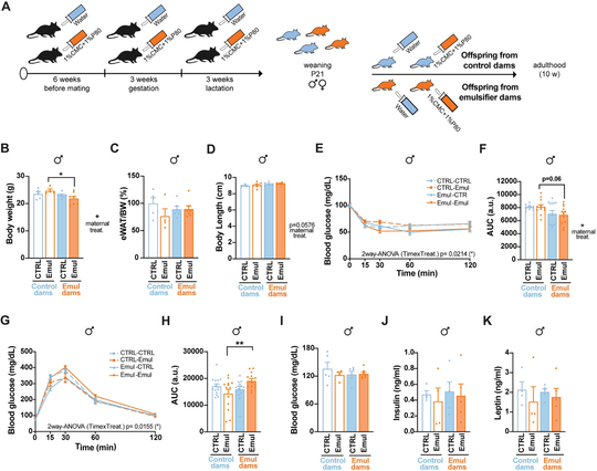 Data showing that maternal emulsifier consumption in mice leads to mild long–term metabolic impairments in male offspring.