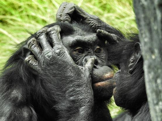 One bonobo holding another bonobo’s face. Image by Stephen from Pixabay