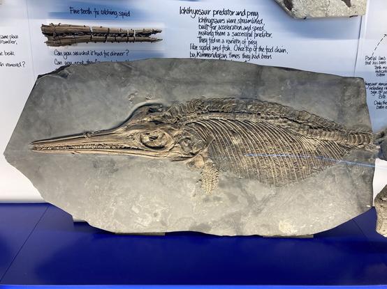 Ichthyosaur Fossil on display in the The Etches Collection, Kimmeridge UK