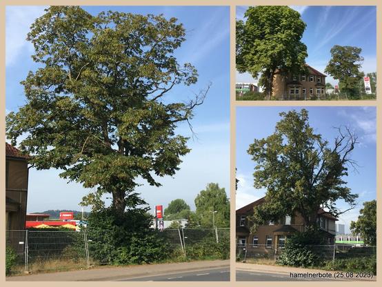 Große stadbildprägende Kastanie mit deutlichen Trokenheitsschaden