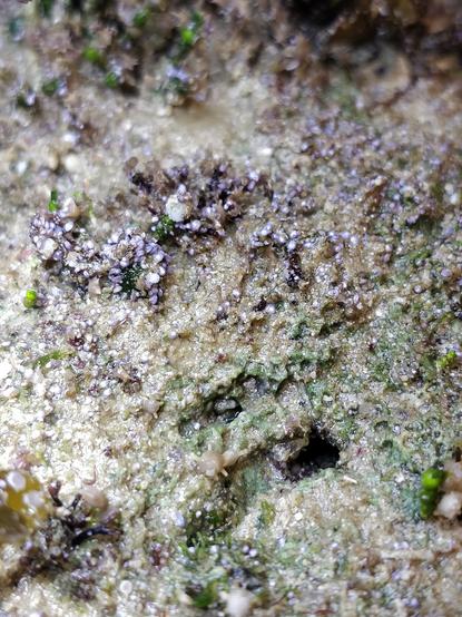 Centaines de foraminifères (Peneroplis sp.) sur une roche.