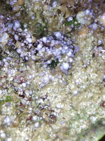 Centaines de foraminifères (Peneroplis sp.) sur une roche. Gros plan