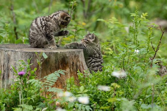 tree stump in forest with one kitten sitting on it and one reaching up with paws on it and wildflowers among the greenery