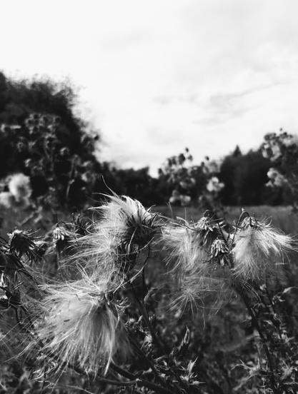 A monochrome photography of a row of fading wild thistles on a wild meadow in the front, some trees and the sky in the background.
