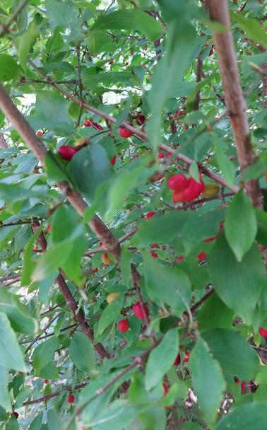 Rote Kornelkirschen am Strauch