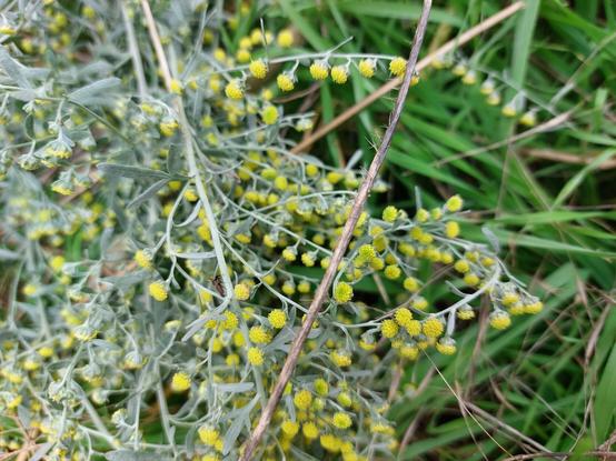 Kleine gelbe Blüten des Wermut (Artemisia absinthium)