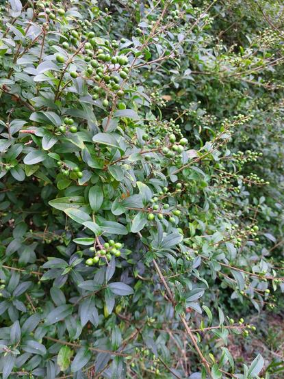 Ein ungeschnittener Teil der Ligusterhecke. Die weißen Blüten haben sich in (noch) grüne Beeren verwandelt. Wenn sie reif sind, sind sie sehr dunkel, fast schwarz.