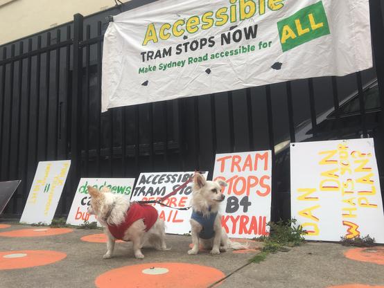 Banner: Accessible Tram Stops Now. Make Sydney Road accessible for all.
Two creme chihuahuas in front of this banner and several placards calling for accessible tram stops.