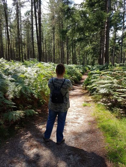 Aan het wandelen over een pad tussen de varens in het bos.