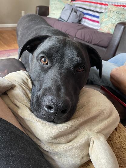 A black dog’s face is laying on a stuffy right beside my leg on the loveseat with an expectant look on his face. His big black nose is at the end of his long snout and his beautiful brown eyes are looking right at the camera. Head tilted slightly to his left.