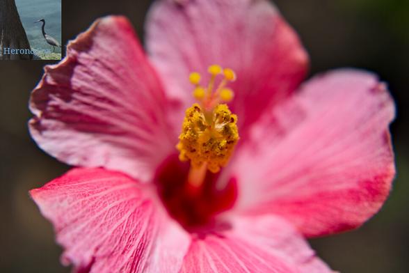 A macro shot of a small, pink Hibiscus flower.