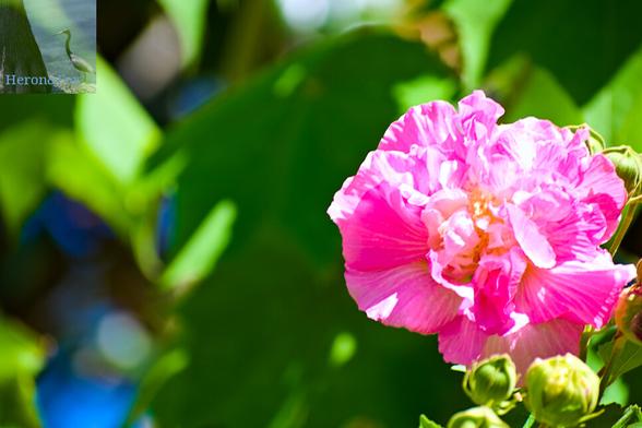 An outdoor, daytime photograph of a pink flower with many petals growing close together and contorting the flower. Behind it, the background of green leaves is slightly out of focus.