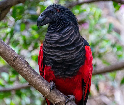 Beautiful Dracula Parrot, crimson red feathers with black cape.