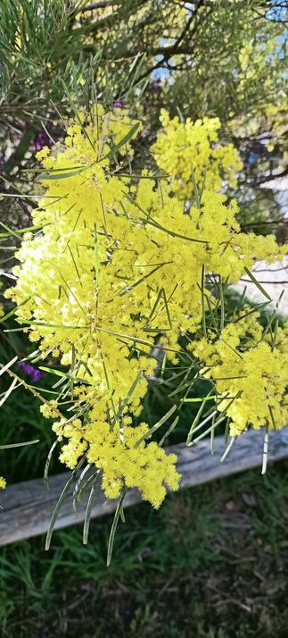 Yellow Wattle flowers in bloom