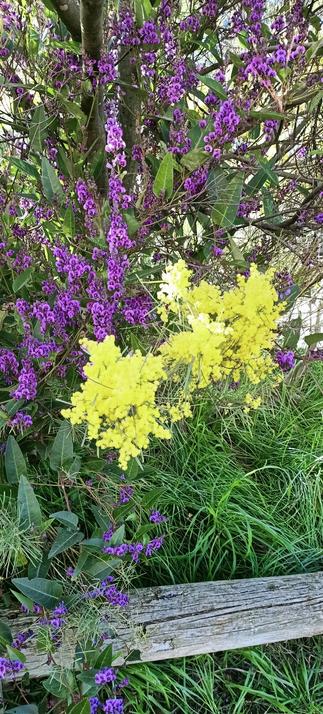 Yellow Wattle flowers in the foreground z purple hardenbergia in the background top left corner of the frame.