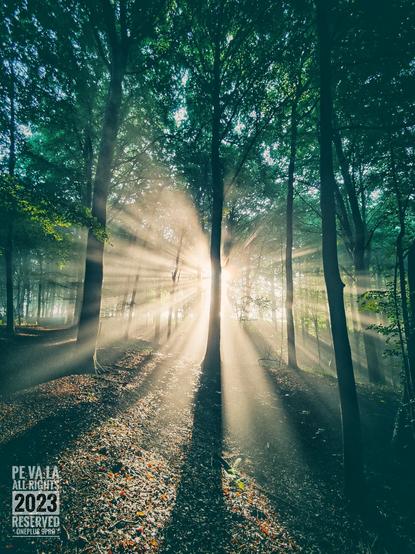 Zonsopgang in een bos met zonnestralen die door een boom in het midden doorklieft worden.