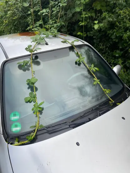 Dornenhecke auf einer Windschutzscheibe