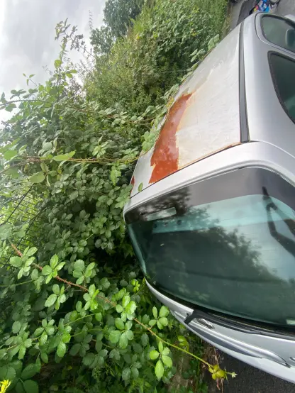 Rostiges Dach eines Autos. Darauf ranken einer Hecke.