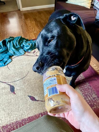 A beautiful shiny shorthair black dog is standing facing me, camera holder AND peanut butter jar holder, hand and jar in bottom to middle of pic. Dog is greedily licking the inside of the jar, his brown eyes half closed, enjoying it so much.