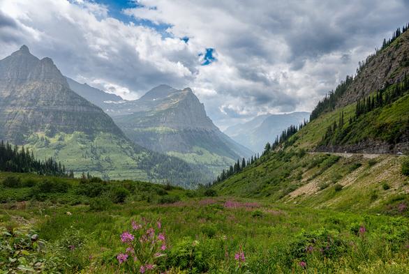 Color photo from Glacier National Park looking out over a field of green with purple flowers. On the right is part of the Going To The Sun Road. In the background are a couple mountains going off into the distance with a bright but cloudy sky. Great skies for photography this day.