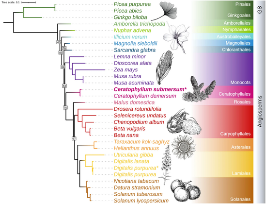 Phylogenetic tree of numerous plant species based on plastome sequences. https://doi.org/10.1186/s13104-023-06459-z