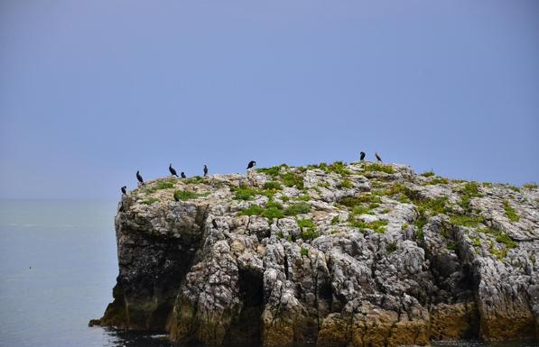 Cormorants on a limestone islet.