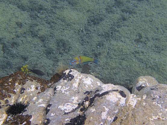 A colourful ornate wrasse (Thalassoma pavo) swimming above a rock. The body is mostly blue and yellow, with some reddish and blueish stripes. A damselfish, a yellow sponge, and a black sea urchin are to be seen in the background.