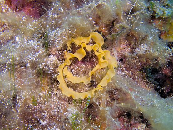 A strand of yellow lace-like nudibranch eggs. The nudibranch species is unknown.