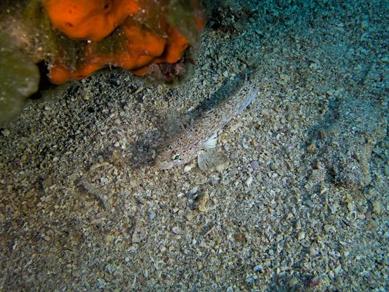 A marbled goby (Pomatoschistus marmoratus), well camouflaged in the sand, looking curiously into the camera.