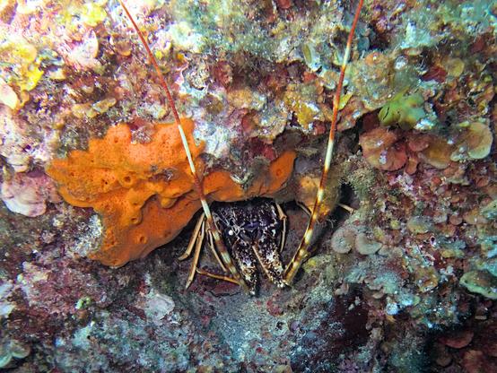 A photo of a spiny lobster (palinurus elephas) looking out of its hole. The whole head with its dark purple-spotted pattern and the eyes are visible, and the white-red-striped antennae are poking out of the hole.

Above the entrance of the hole there is a big orange sponge, and various others all over the rocks.