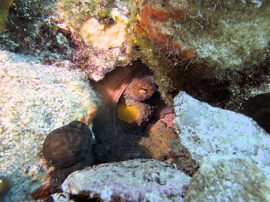 A photo of an octopus hiding in its hole. Its eye is slightly open and its curled up with one of its tentacles. At the entrance of the hole are some rocks and a black sponge (Chondrosia reniformis).