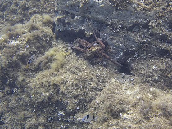 A photo of an octopus walking across rocks covered with black sponge towards its hole to hide. In the foreground are a two-banded seambream and a painted comber looking at it.