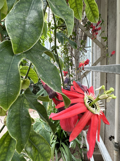 Rote passionsblume