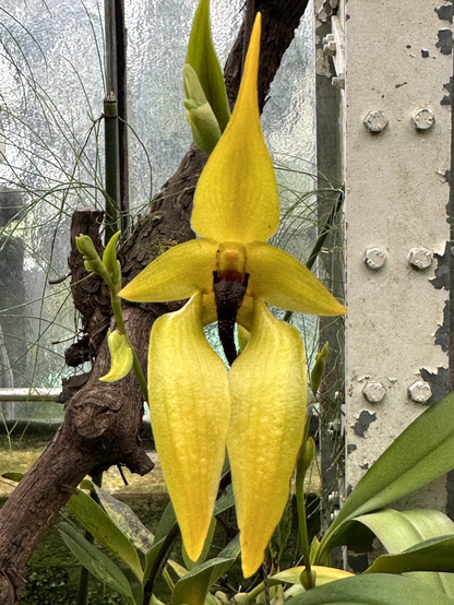 Orchidee