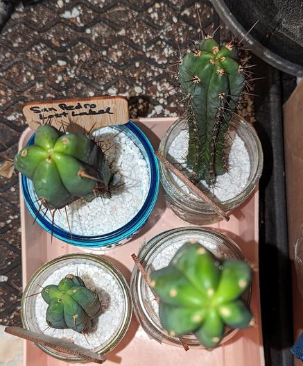 Four trichocereus cacti pups, a top-down view. They are in glass jars with perlite, to encourage rooting.