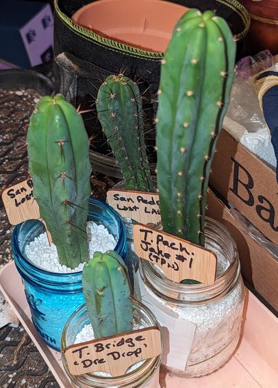 Four trichocereus cacti pups, in profile. They are in glass jars with perlite, to encourage rooting. 

The two in the back are labeled "San Pedro Lost Label." In mid-left is the tallest cactus, labeled "T. Pach. Jake #1 (TPN)". In front is the shortest cactus, labeled "T. Bridge Dre Drop."