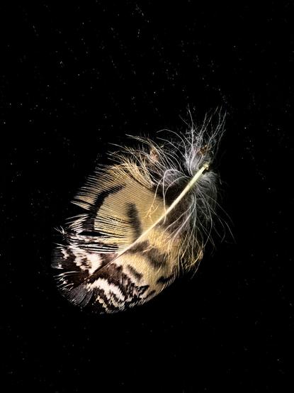 A close up photo of a down feather from either an owl or a hawk.