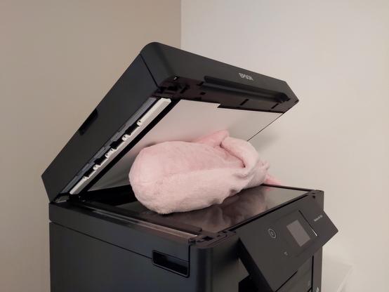 Rosåhaj laying in the flat bed of a multifunctional scanner.